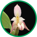 セラトスティリス フィリピネンシスの花
