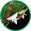 セラトスティリス フィリピネンシスの花