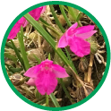 ネオラウケア プルケラの花
