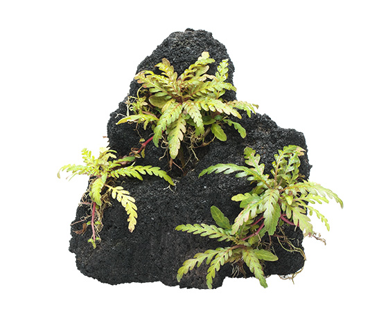 佗び草ロック ウォーターローン