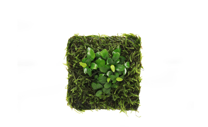 佗び草マット アヌビアス・ナナ プチ | ADA - PRODUCT - 佗び草 - 佗び