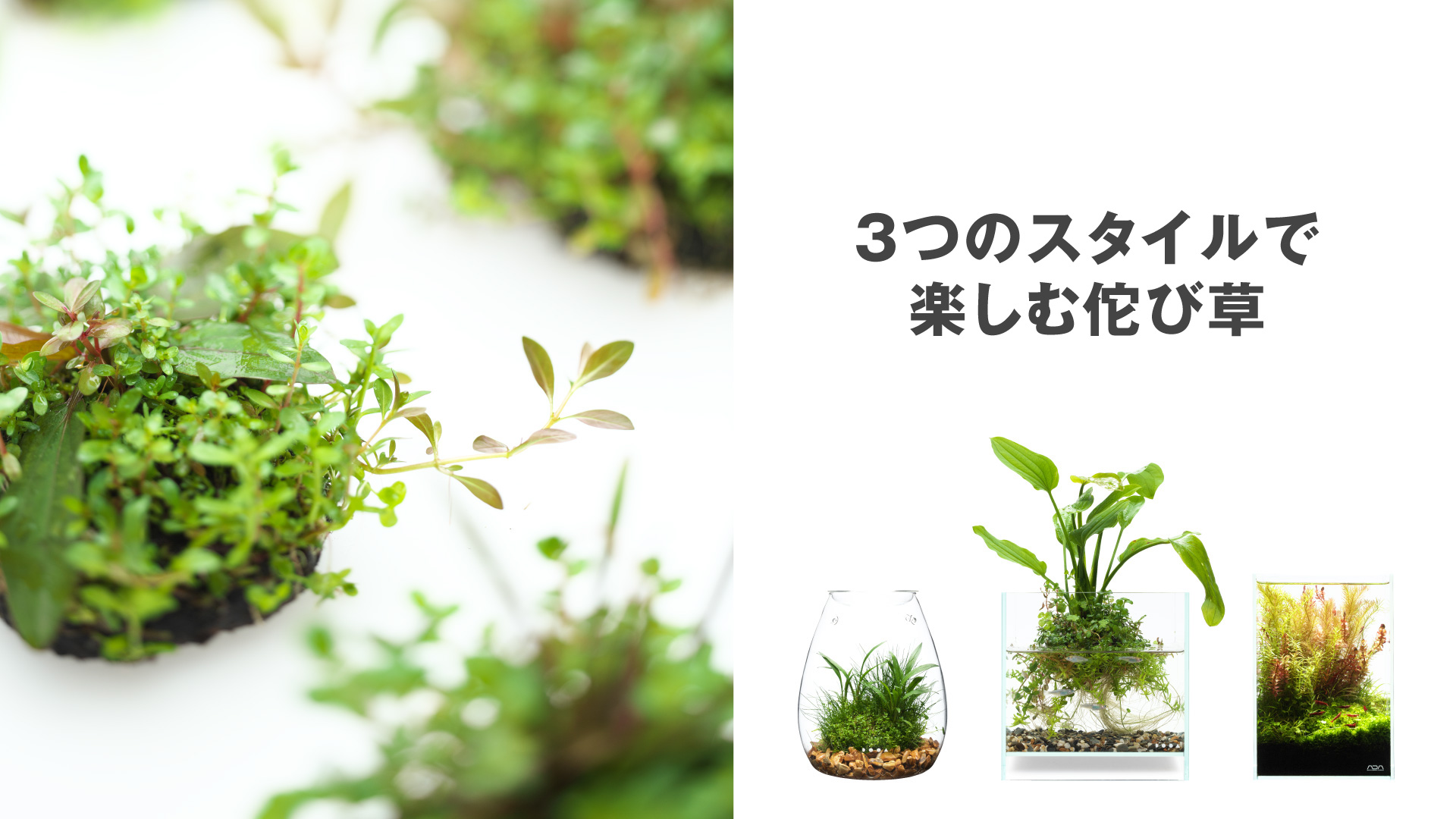 佗び草