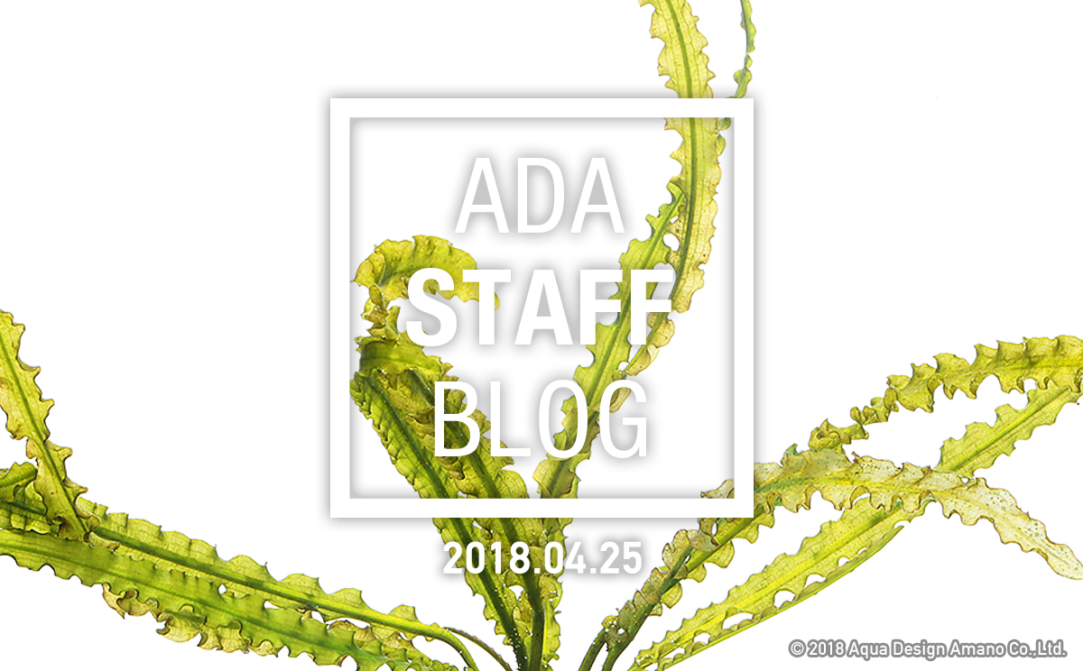 みずくさの森をご紹介します。 第21回 | ADA STAFF BLOG