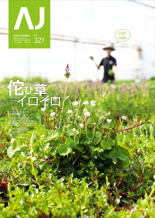 ADA侘び草　2セット
