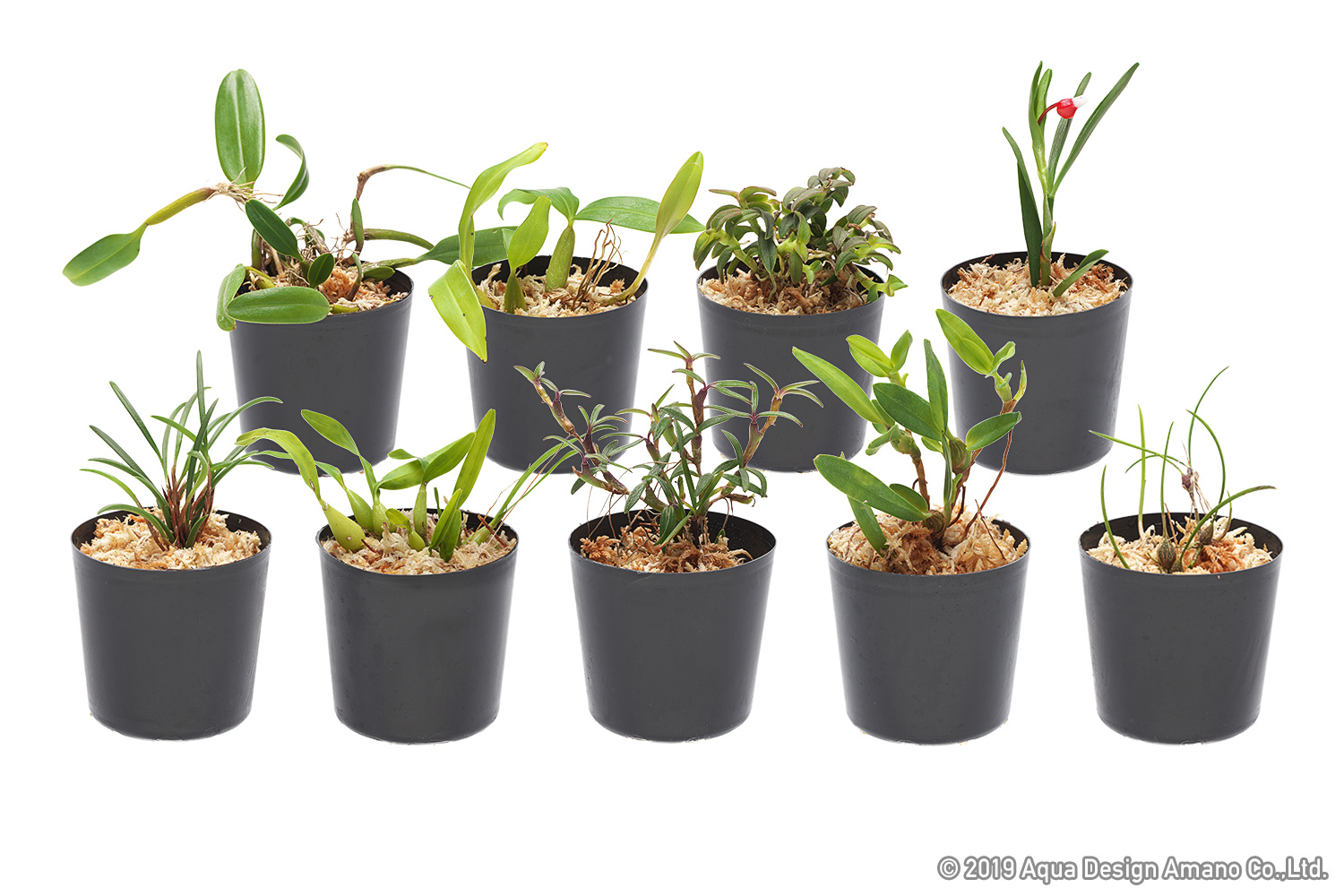 ジャングルプランツ シリーズ第一弾 発売のお知らせ Ada News Release