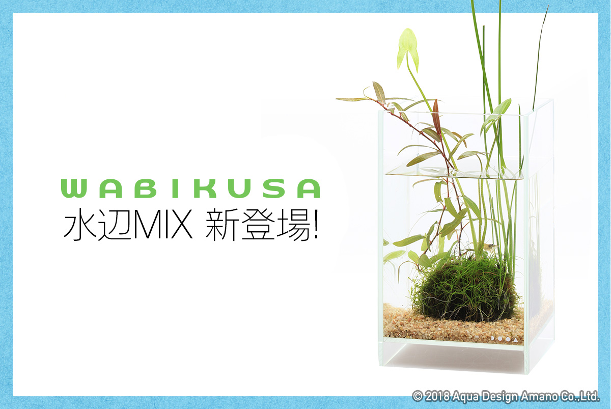 5 18追記 佗び草 水辺mix 発売のお知らせ Ada News Release 5 18追記 佗び草 水辺mix 発売のお知らせ Ada News Release