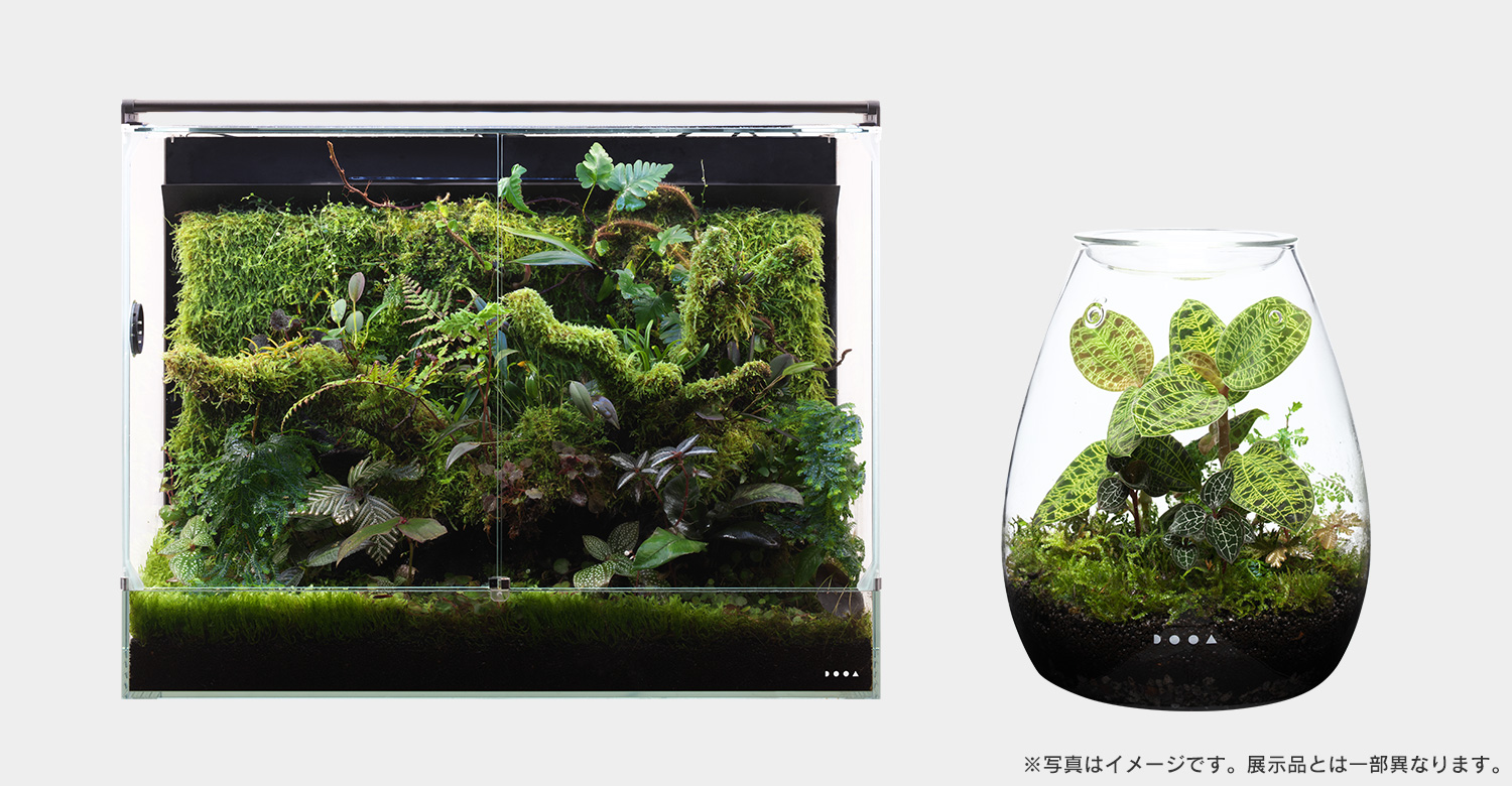 板橋区立熱帯環境植物館 らん展22 お家で楽しむテラリウム パルダリウム 展示協力のお知らせ Ada News Release