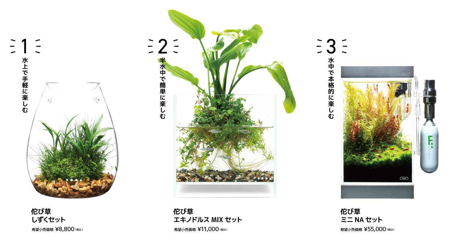 新グアバ 緑色3キロ 佗び草スタイル 1,2,3」キャンペーン実施のお知らせ