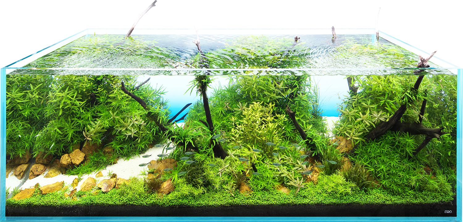 レイアウト水槽つくり替えキャンペーン実施のお知らせ | ADA - NEWS RELEASE