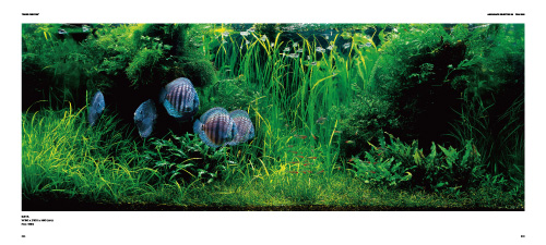 Takashi Amano Photography Book "THE ART OF NATURE AQUARIUM"  P48-49