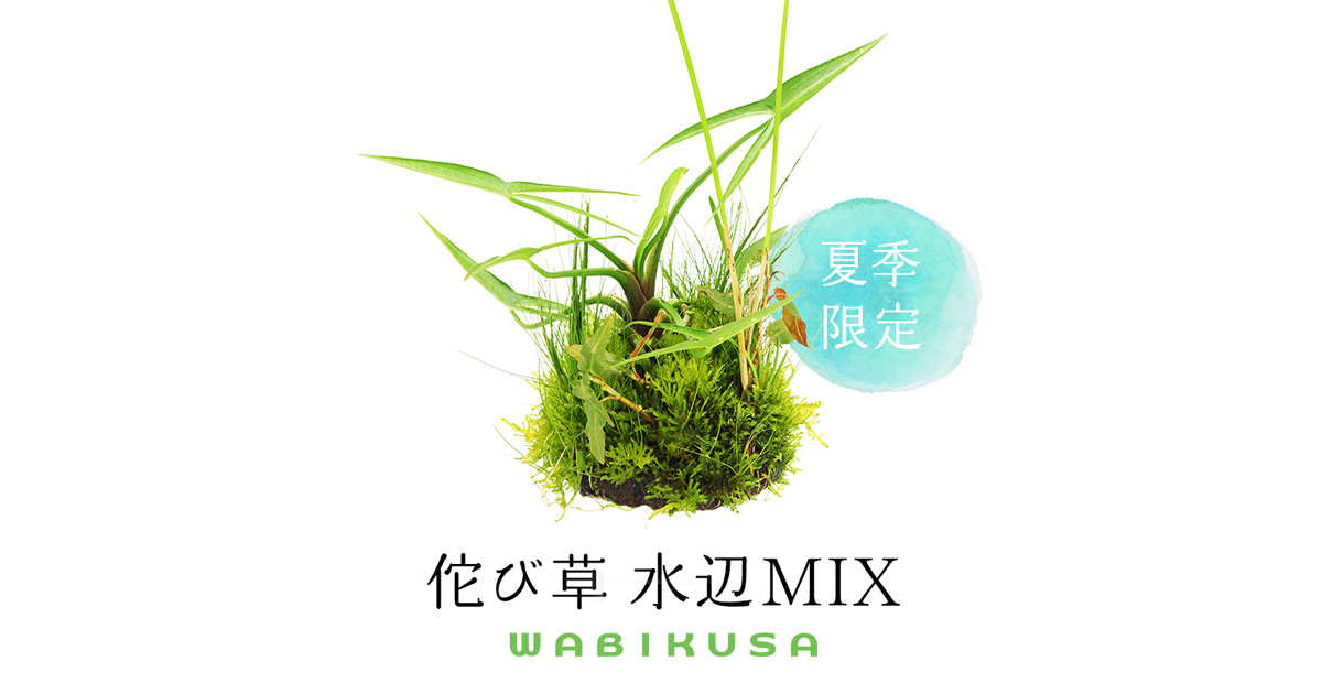 佗び草 水辺MIX 発売のお知らせ | ADA - NEWS RELEASE