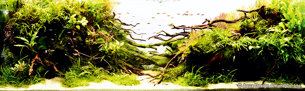 ディーアクアリウム Aqua Design Amano 販売特約店