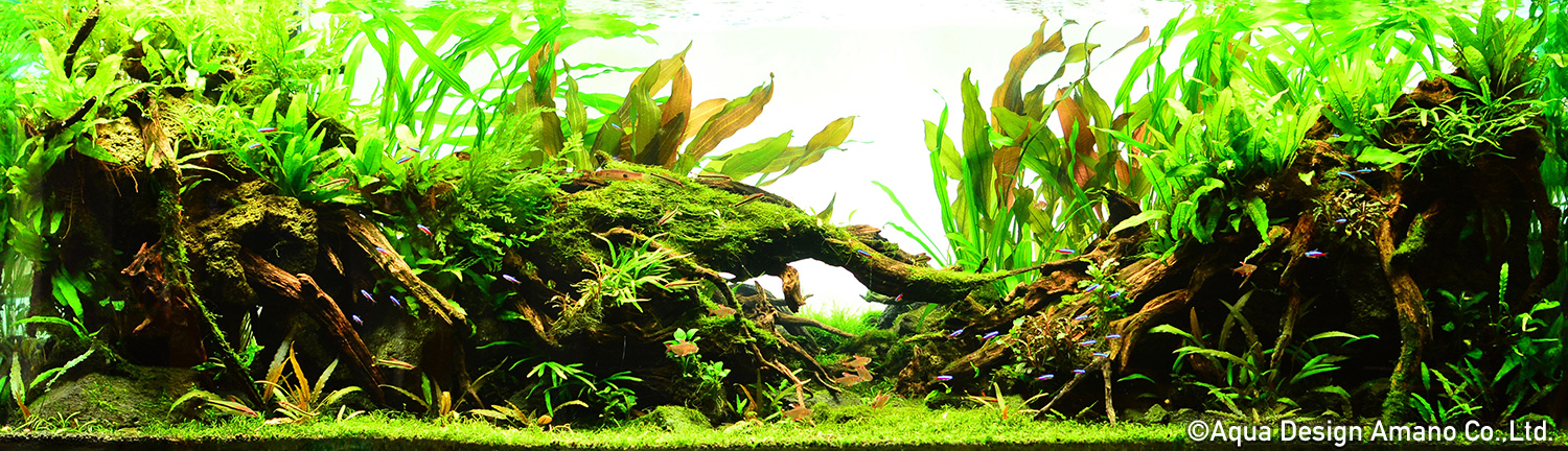 ディーアクアリウム Aqua Design Amano 販売特約店
