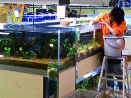 ペットワールド アミーゴ高屋店 Aqua Design Amano 販売特約店