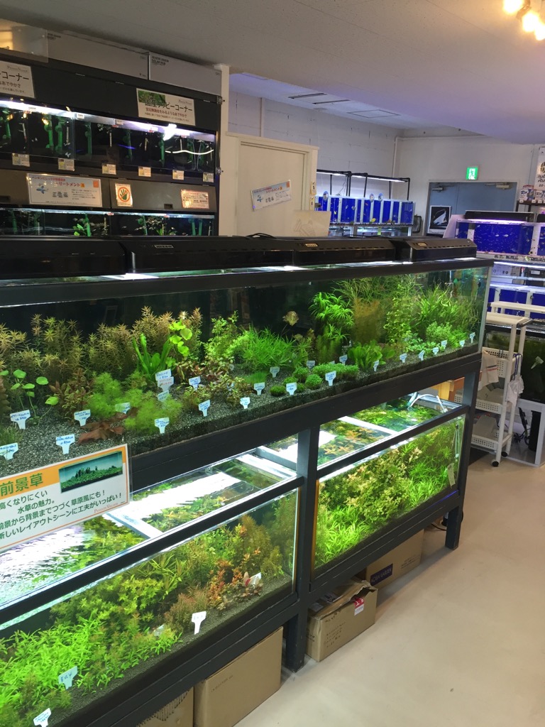 ペンギンビレッジ 大泉店 Aqua Design Amano 販売特約店
