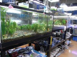 魚 センター 観賞 斧田