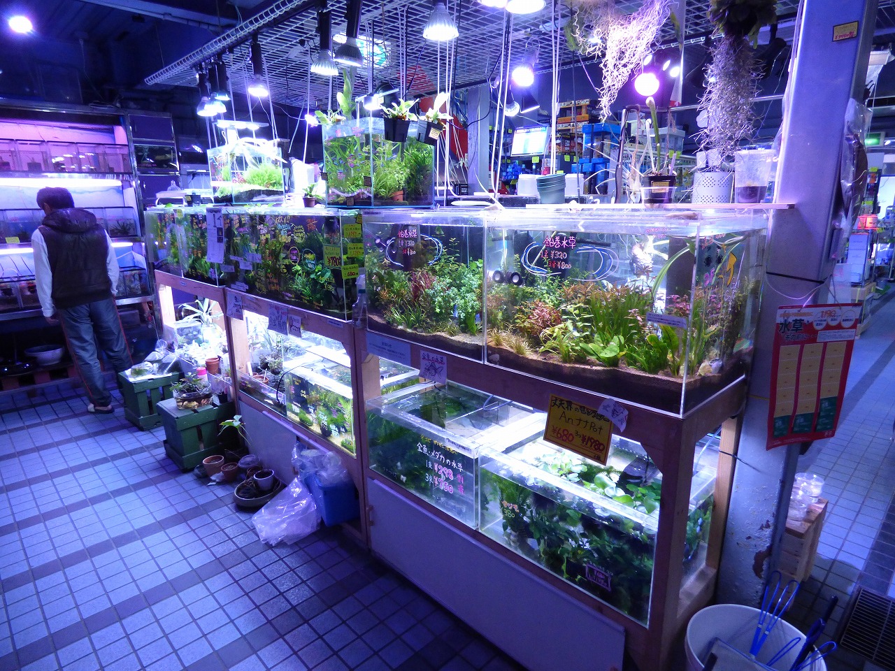 エキゾチックアフリカ Aqua Design Amano 販売特約店