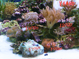 ペットワールド アミーゴ高屋店 Aqua Design Amano 販売特約店