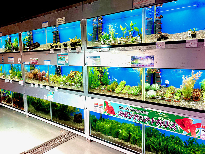 トロピランド 小平店 Aqua Design Amano 販売特約店