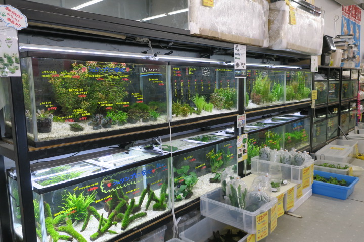 かねだい 海老名店 Aqua Design Amano 販売特約店