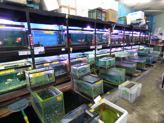 みずきん 葵町店 Aqua Design Amano 販売特約店