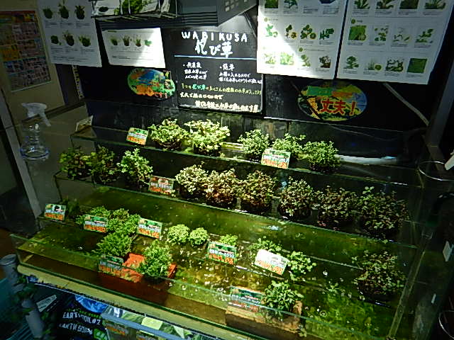 平野 ひご ペット