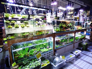 エキゾチックアフリカ Aqua Design Amano 販売特約店