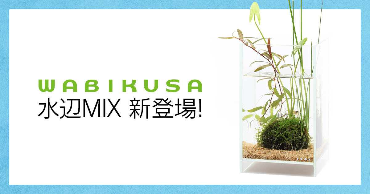 「佗び草 水辺MIX」発売のお知らせ