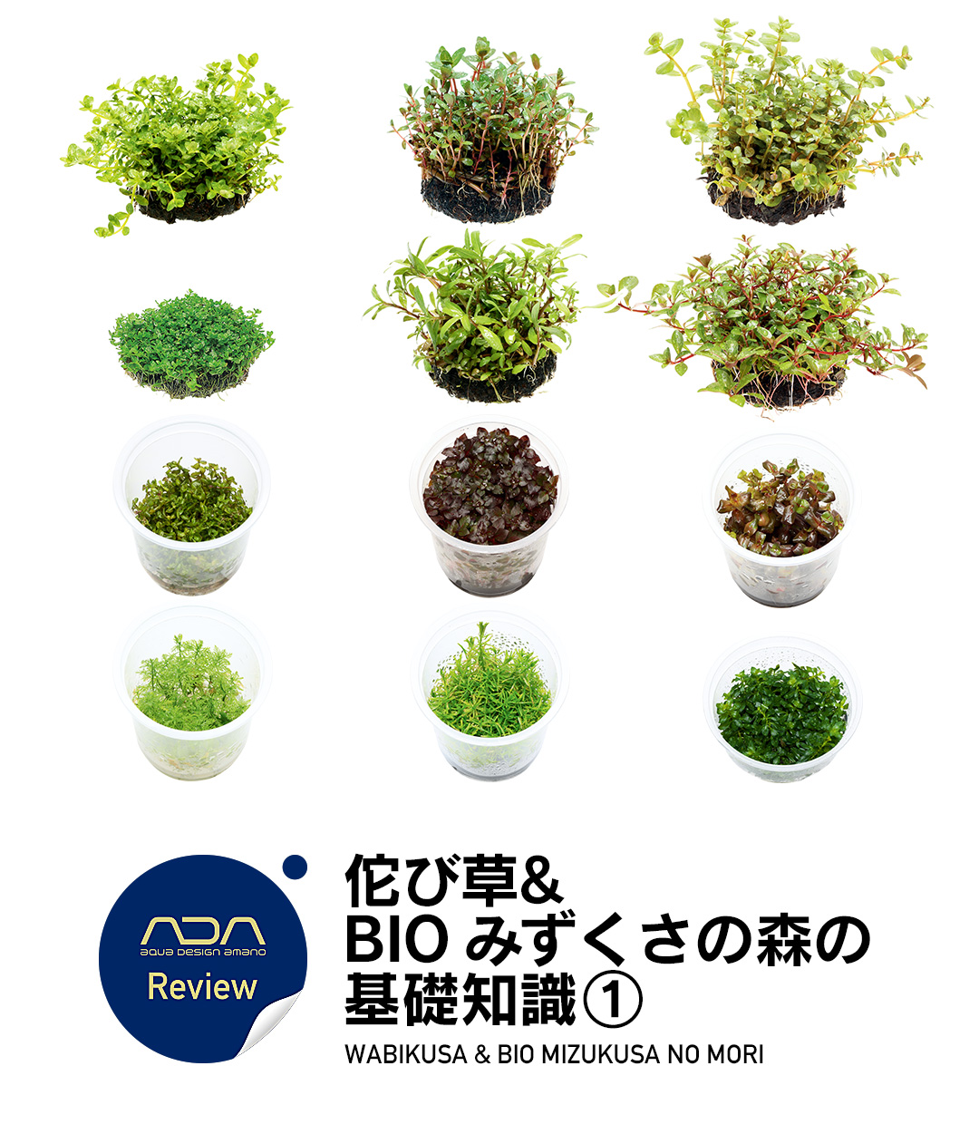 佗び草 & BIO みずくさの森の基礎知識 ①