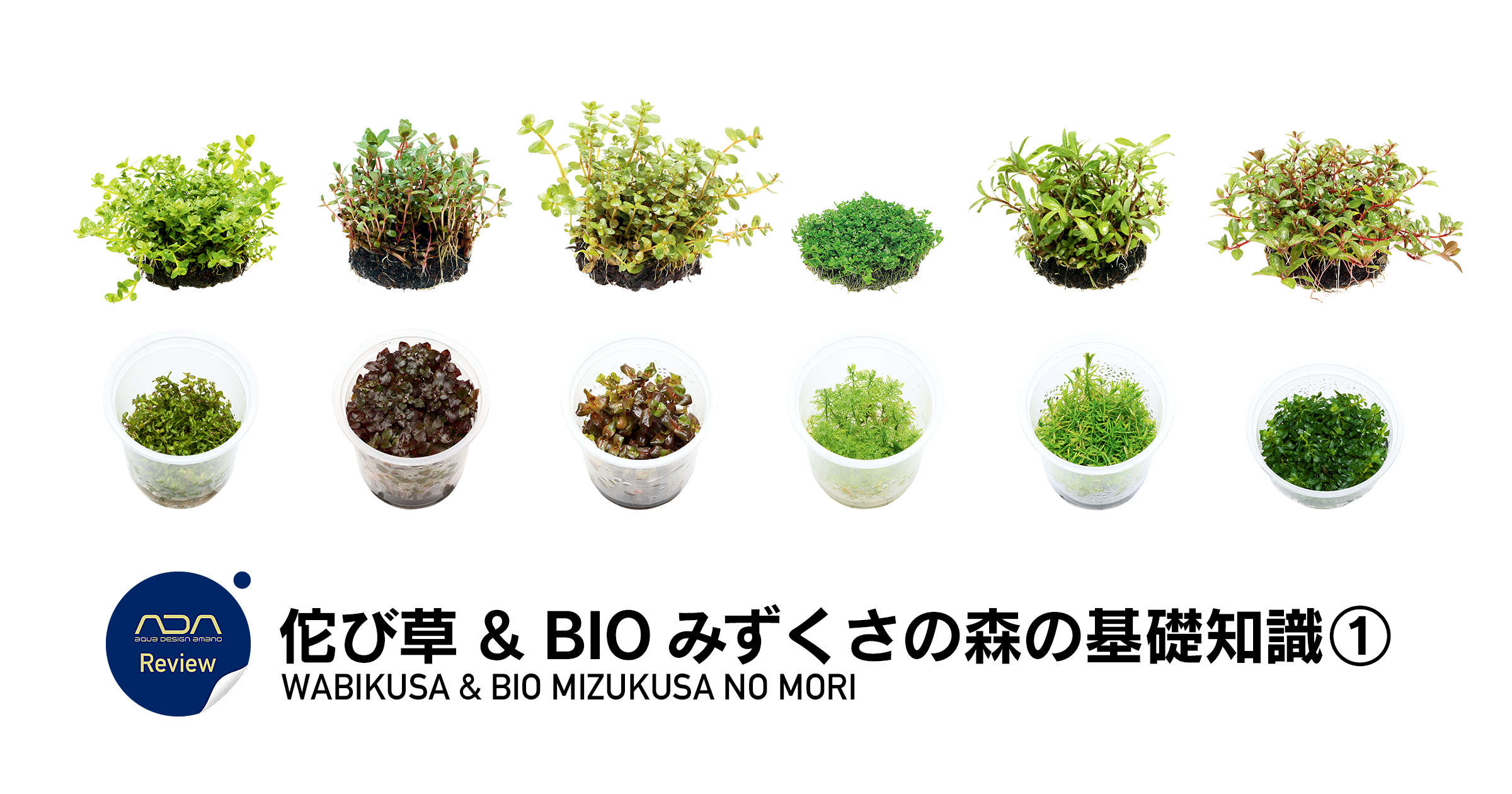 佗び草 & BIO みずくさの森の基礎知識 ①