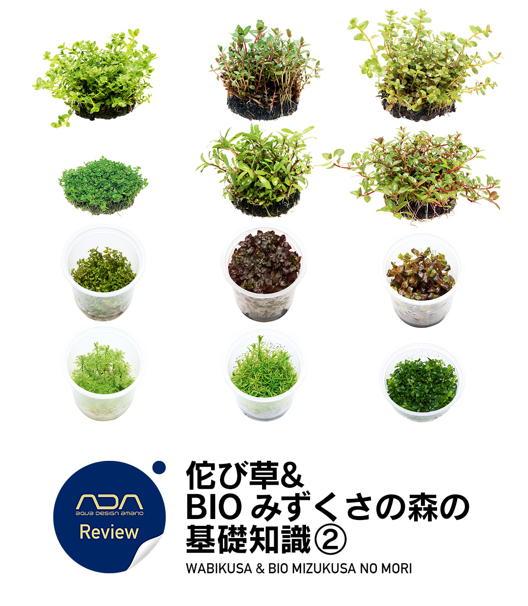 佗び草 & BIO みずくさの森の基礎知識 ②