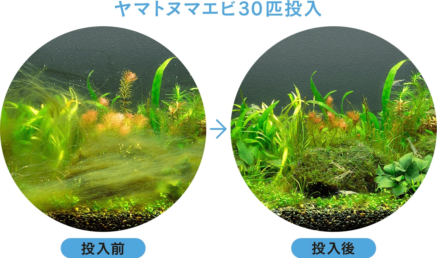 水槽の状態をクリーンに保つ クリーン生物 のここが ここが Aqua Design Amano