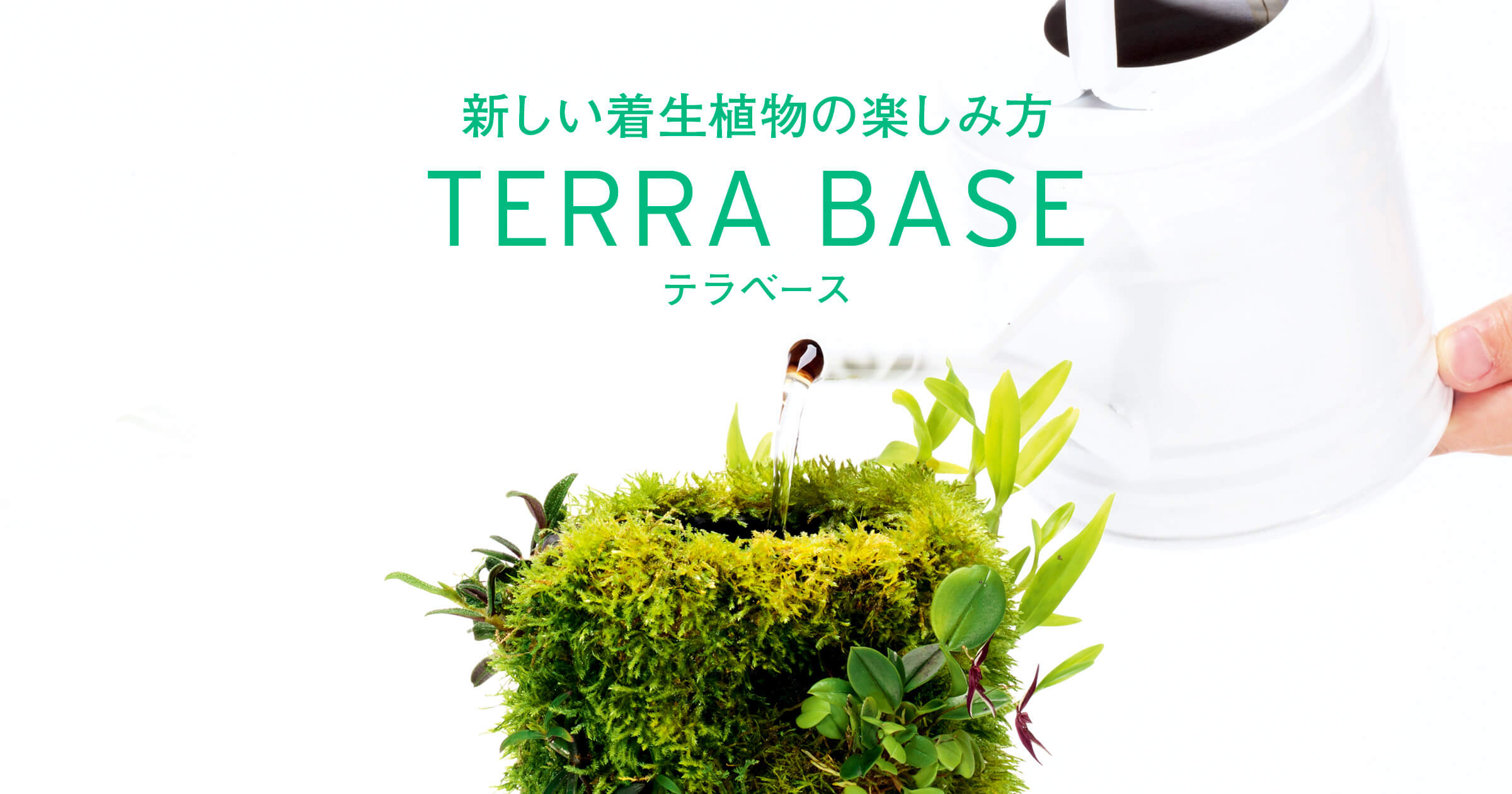 新しい着生植物の楽しみ方「テラベース」