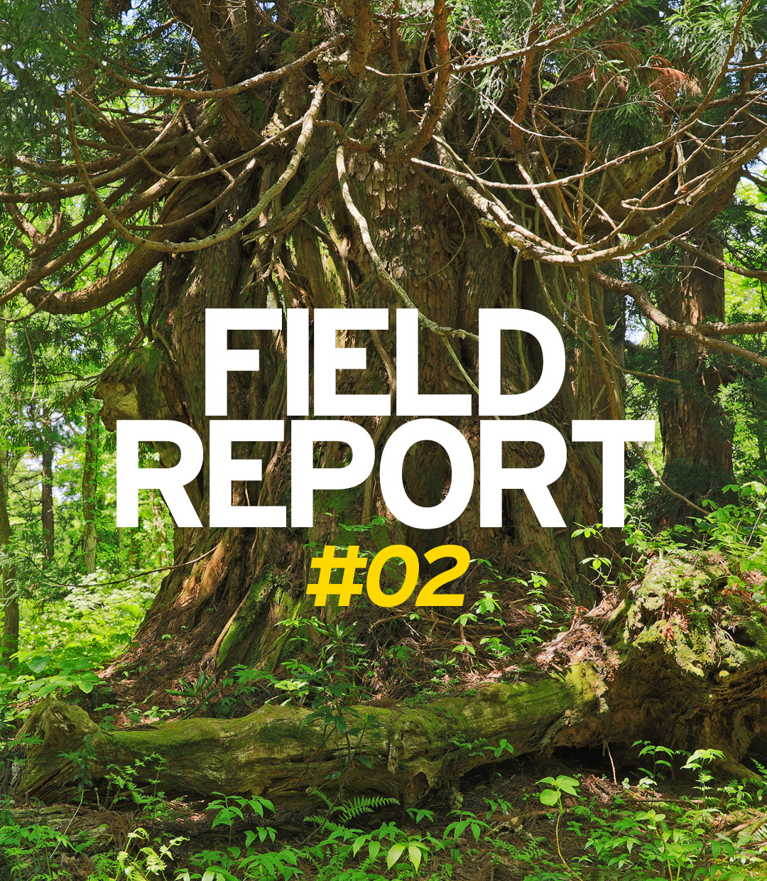 FIELD REPORT －金剛杉の息吹を感じる会－