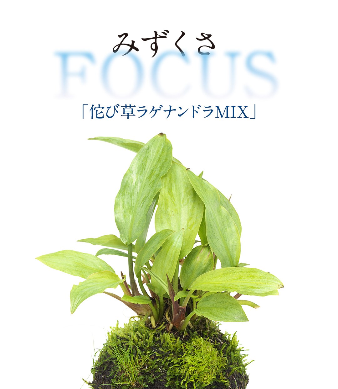 みずくさFOCUS「佗び草ラゲナンドラMIX」