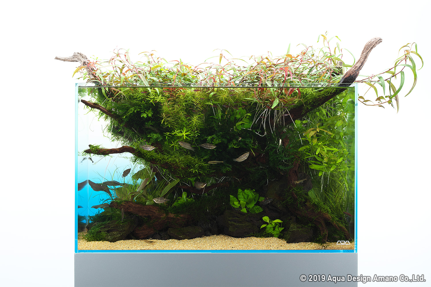 ADA☆36㎝水槽フルセット☆化学式CO2☆Chihiro☆ - 魚用品/水草