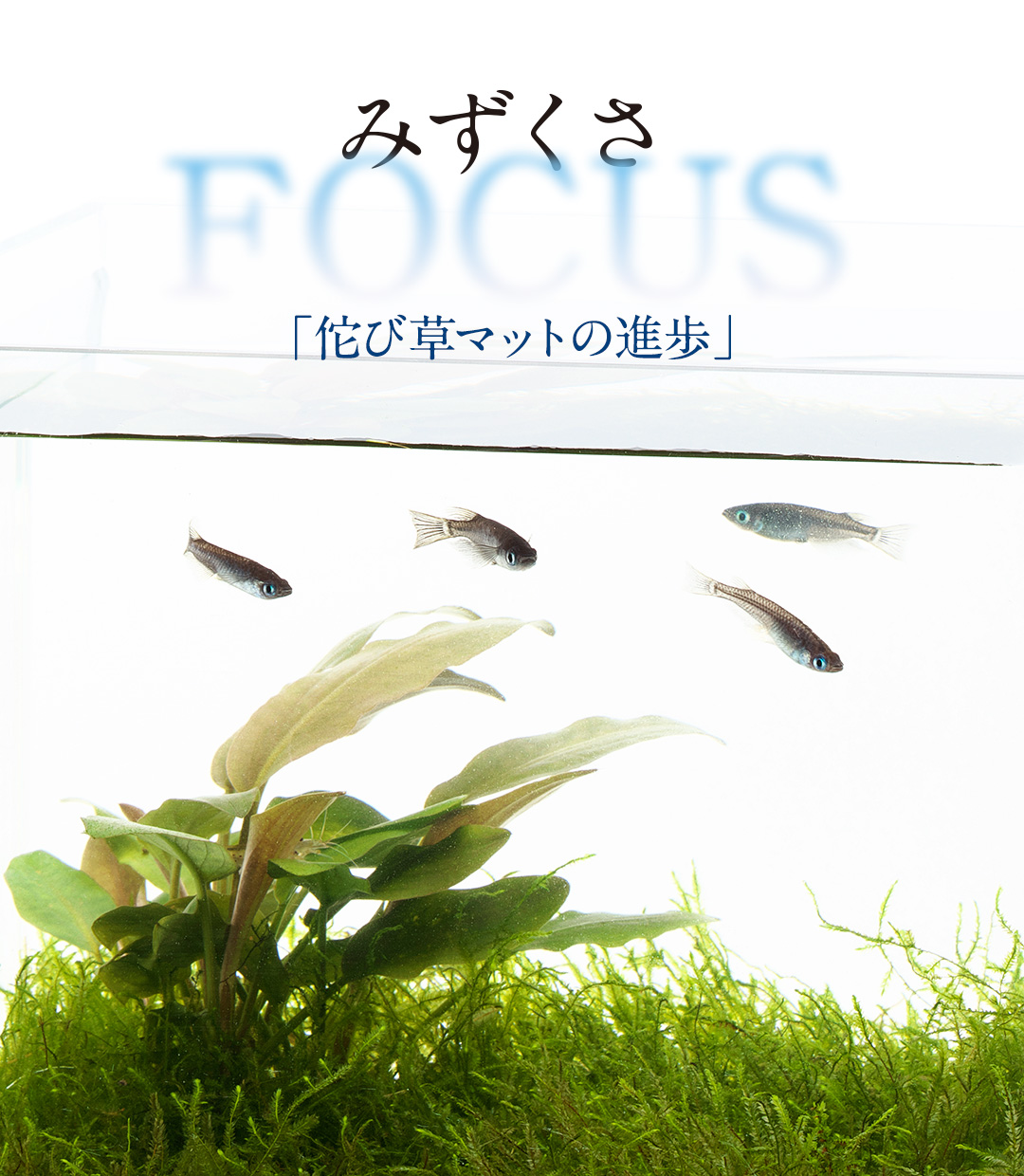 みずくさFOCUS「佗び草マットの進歩」