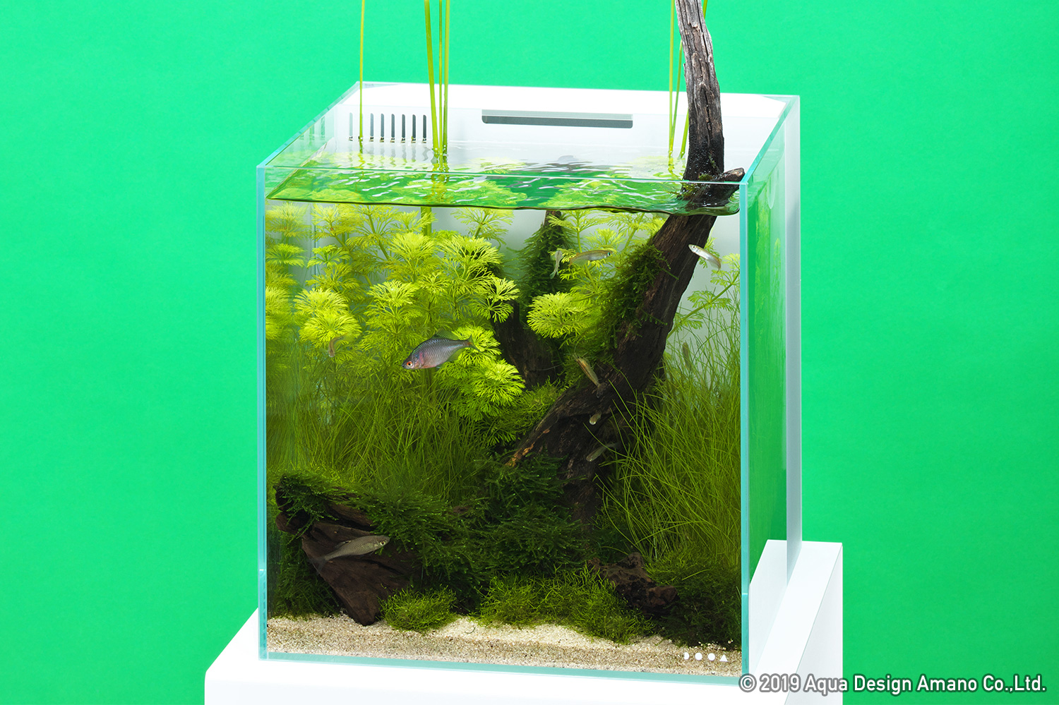 Enjoy Dooa 夏の潟をイメージしたシンプルな日本産水景 Aqua Design Amano
