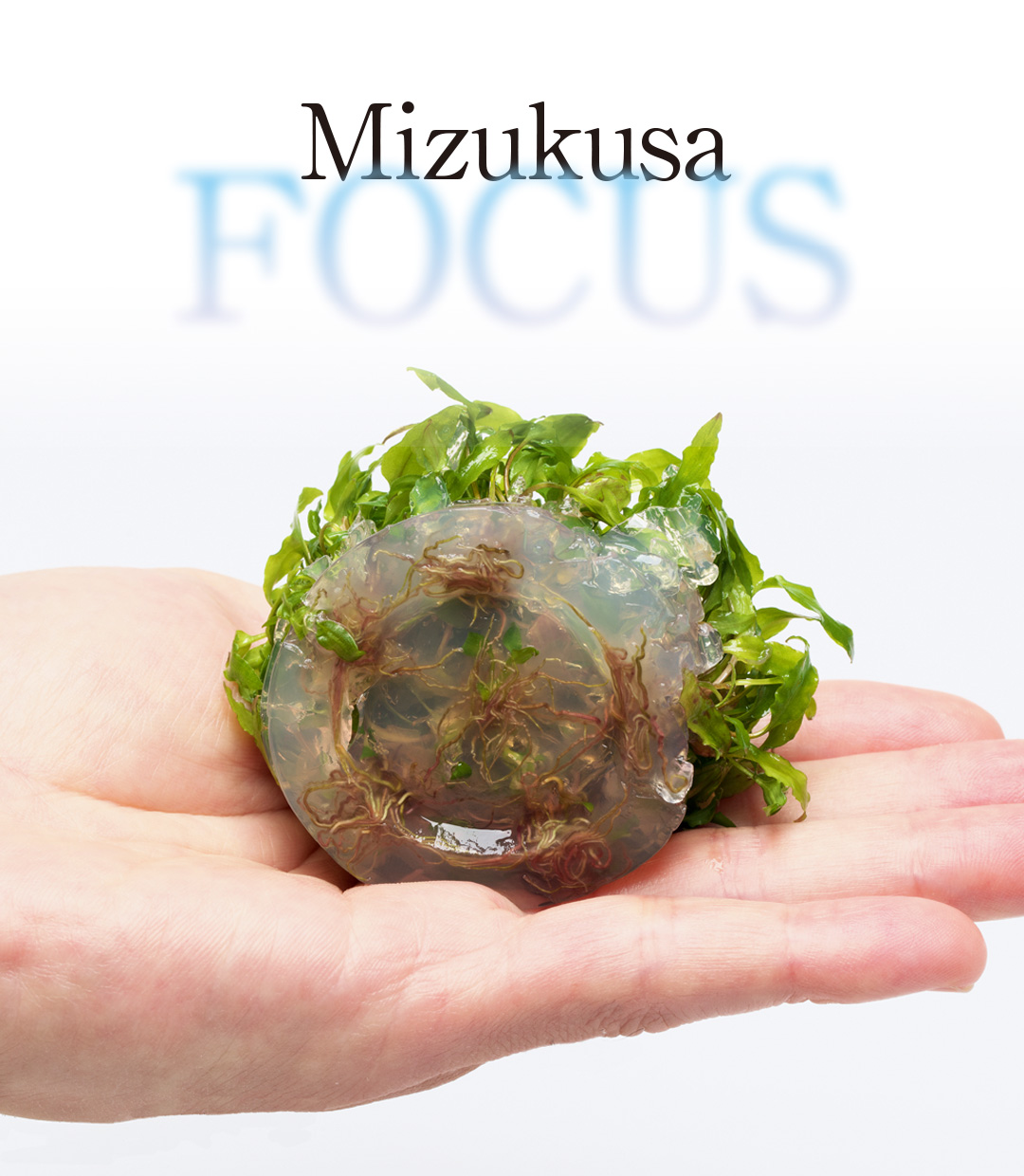 みずくさFOCUS「もうすぐ液体培地に」