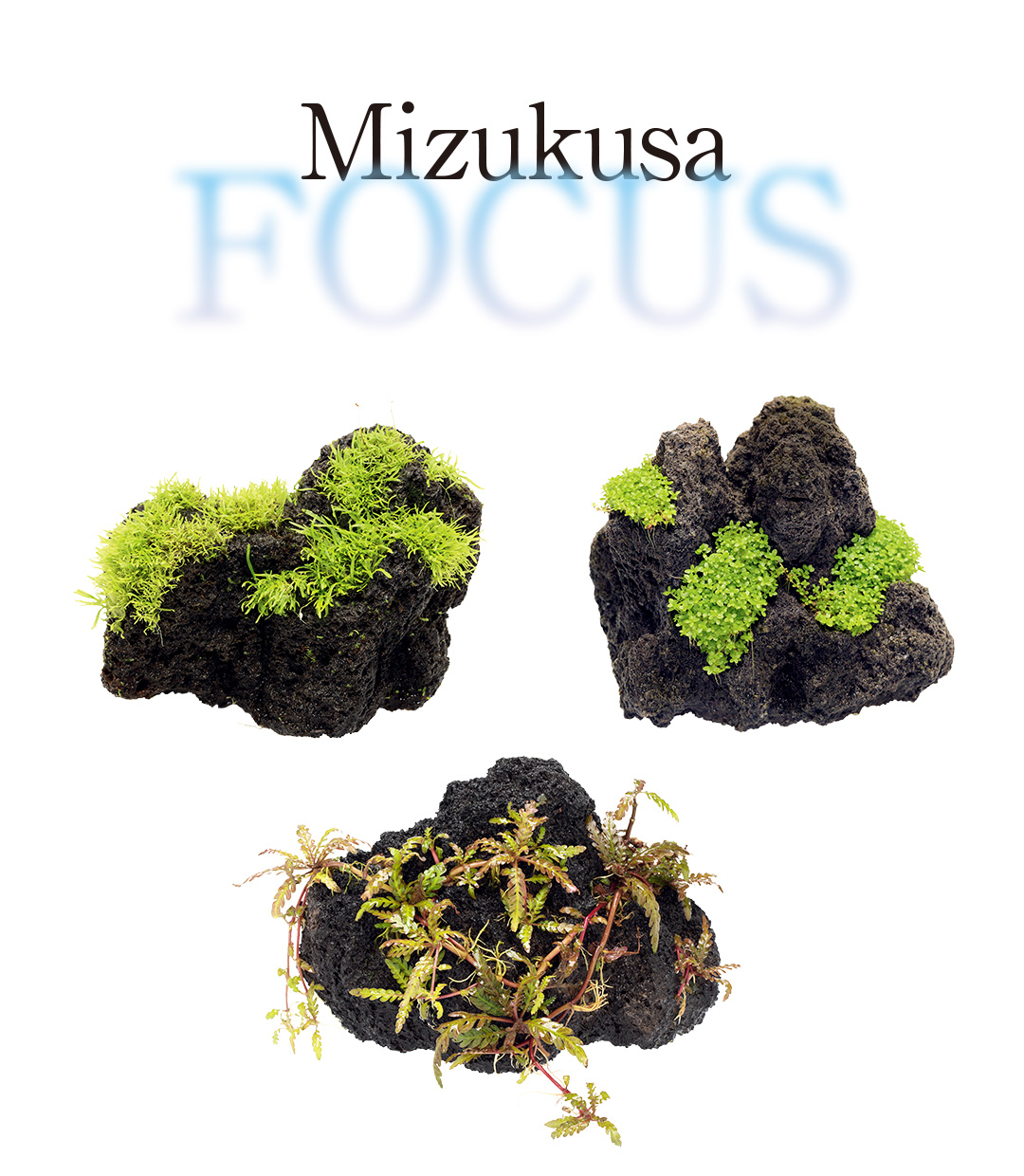 みずくさFOCUS「佗び草をロックで！」