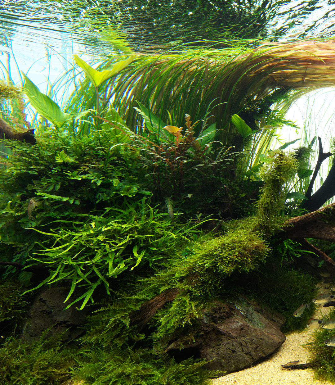 NATURE IN THE GLASS 「秘境の川底」メンテナンス編