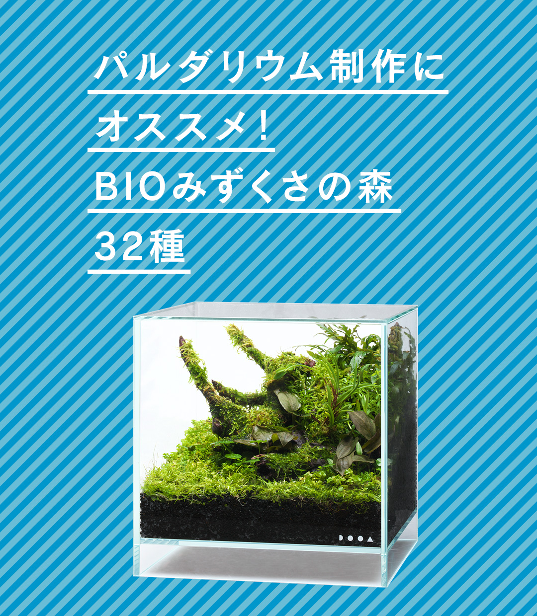 パルダリウム制作にオススメ！BIOみずくさの森32種