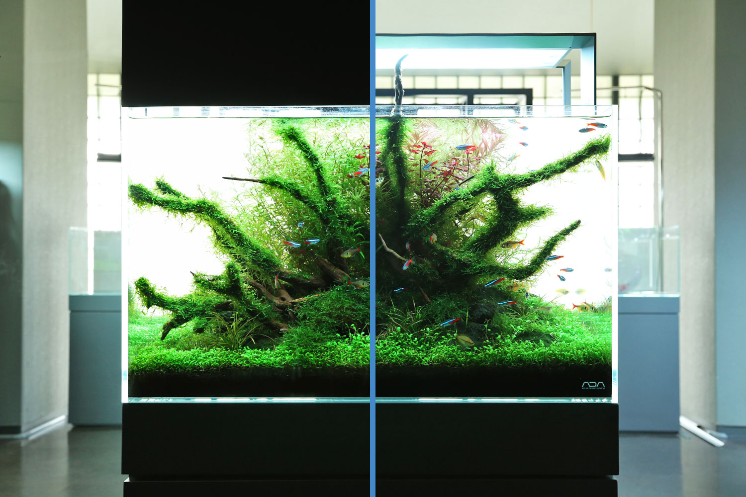 Iaplc応募ガイド 水草水槽をキレイに撮るためのテクニック スマホ編 Aqua Design Amano