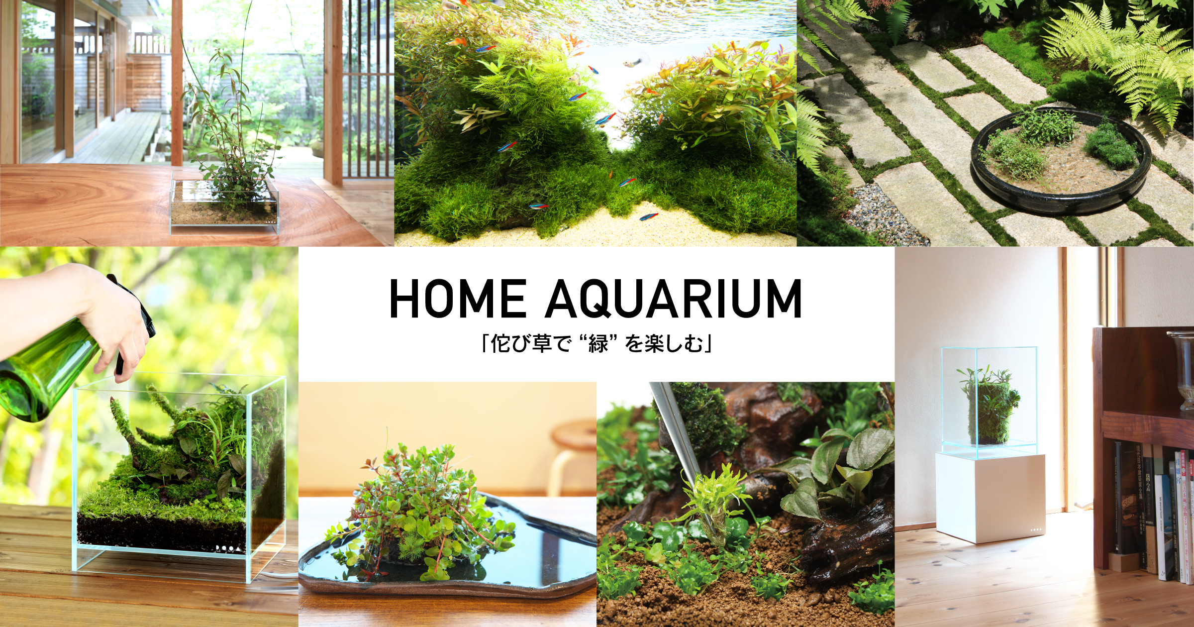 HOME AQUARIUM「佗び草で“緑”を楽しむ」 | AQUA DESIGN AMANO