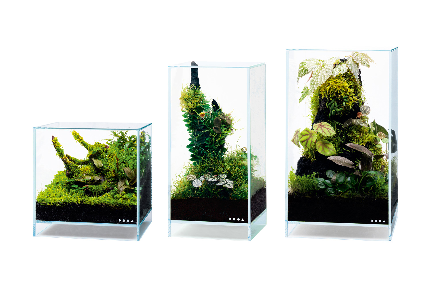 HOME AQUARIUM「ミニパルダリウムをつくる楽しみ」 | NEWS | DOOA