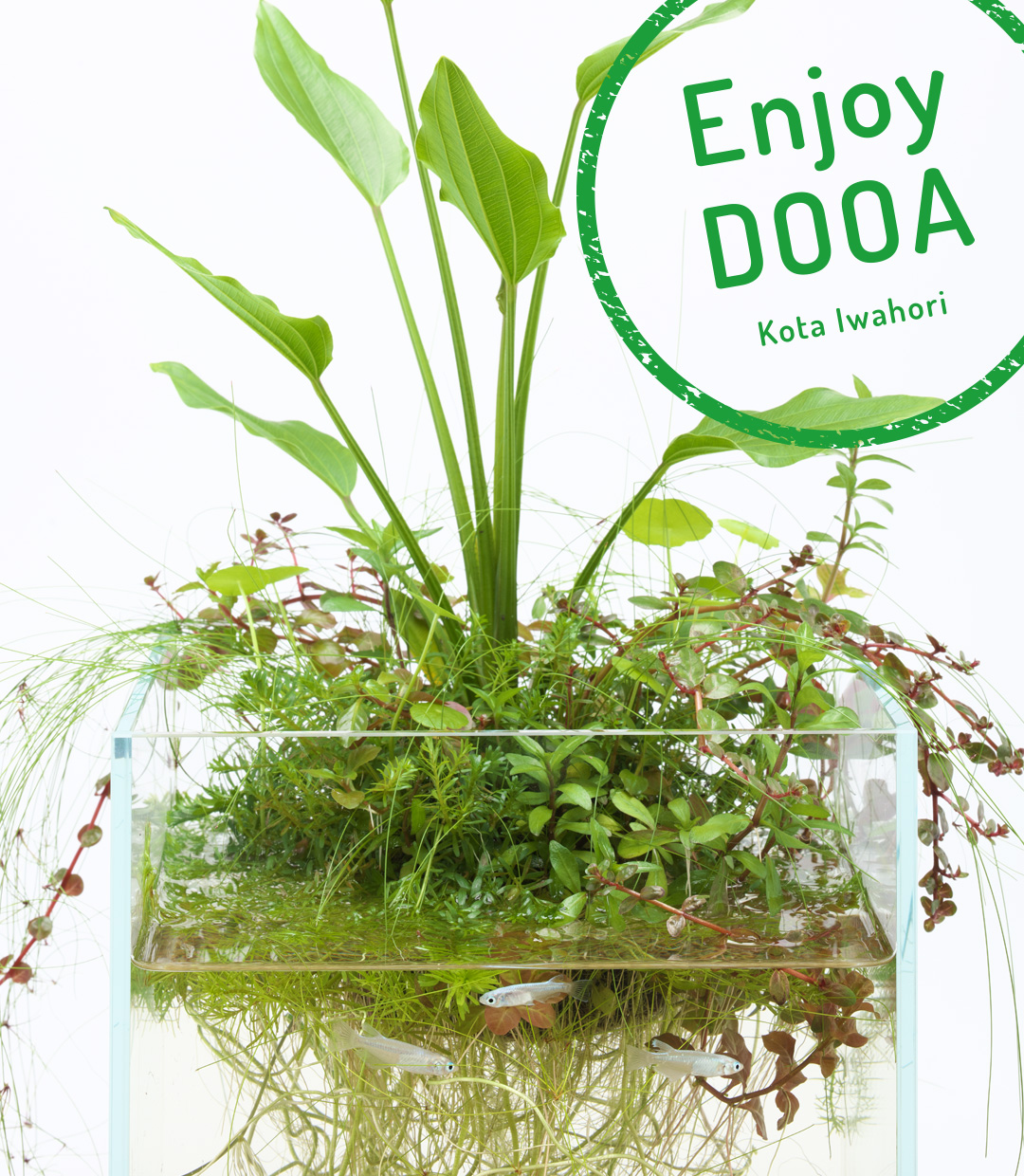Enjoy DOOA「ネオグラスエアで楽しむエキノドルスの葉姿」 | AQUA 