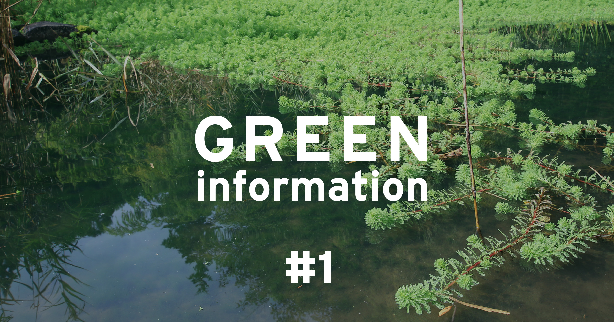 GREEN information #1 「熱帯の水草も越冬します」