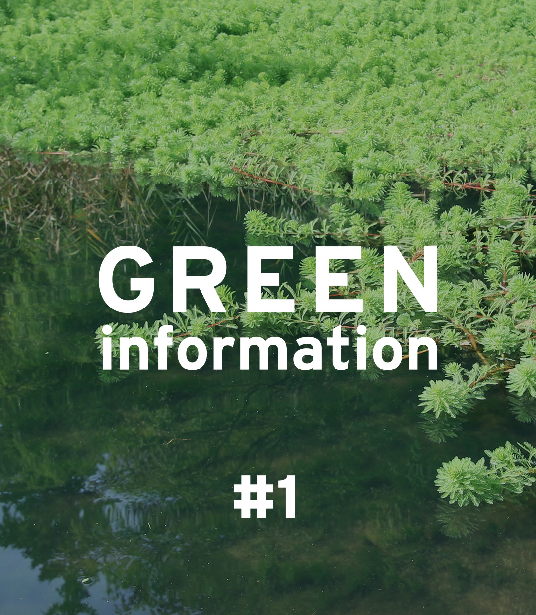 GREEN information #1 「熱帯の水草も越冬します」