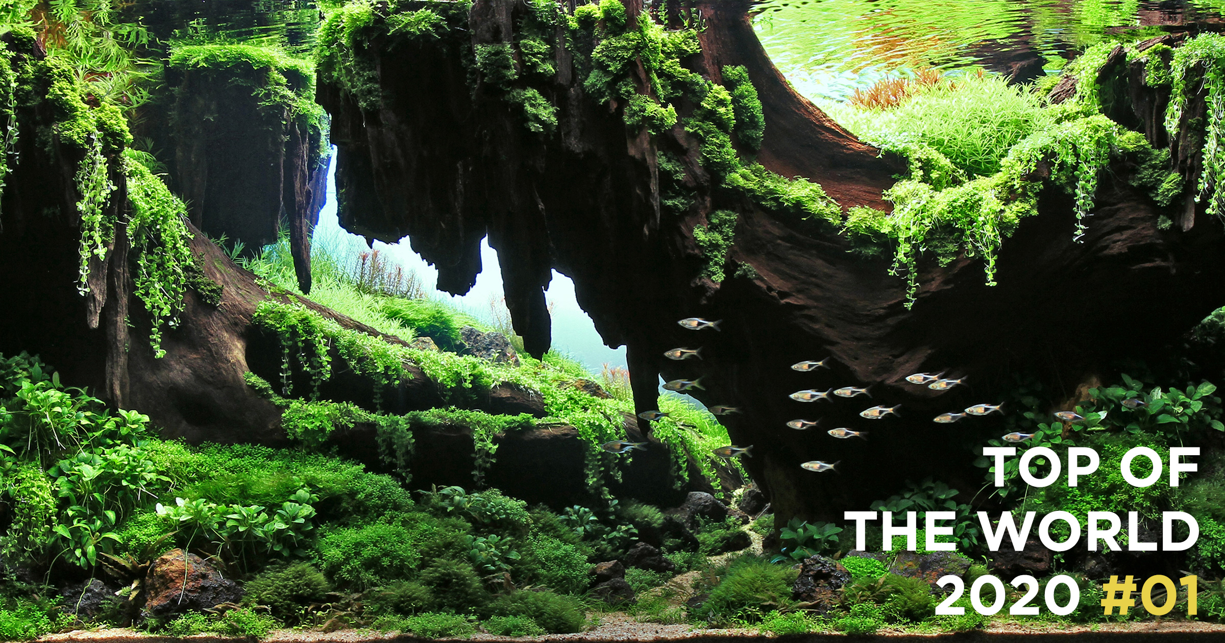 TOP OF THE WORLD 2020 #01 | AQUA DESIGN AMANO