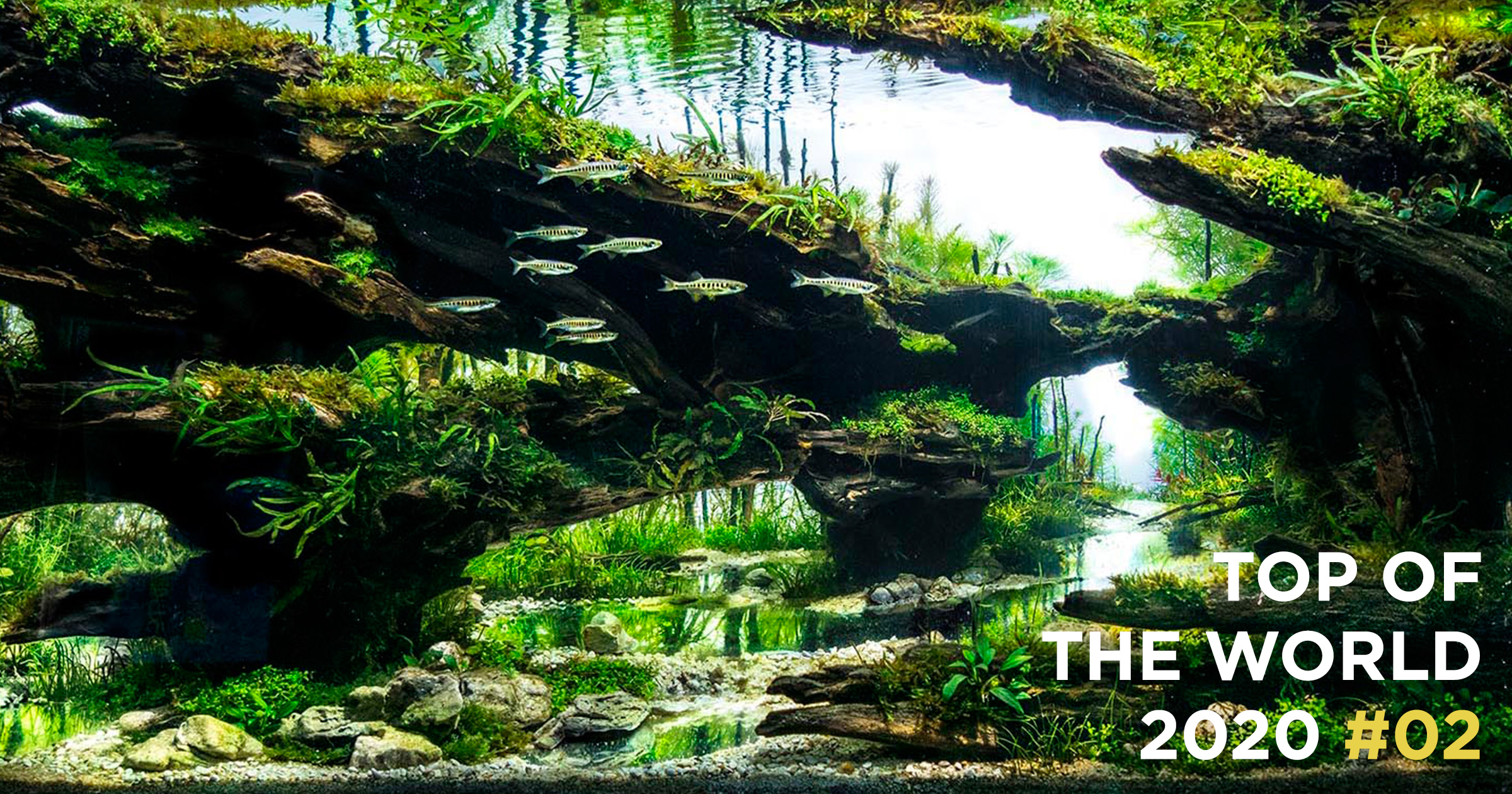 TOP OF THE WORLD 2020 #02 | AQUA DESIGN AMANO